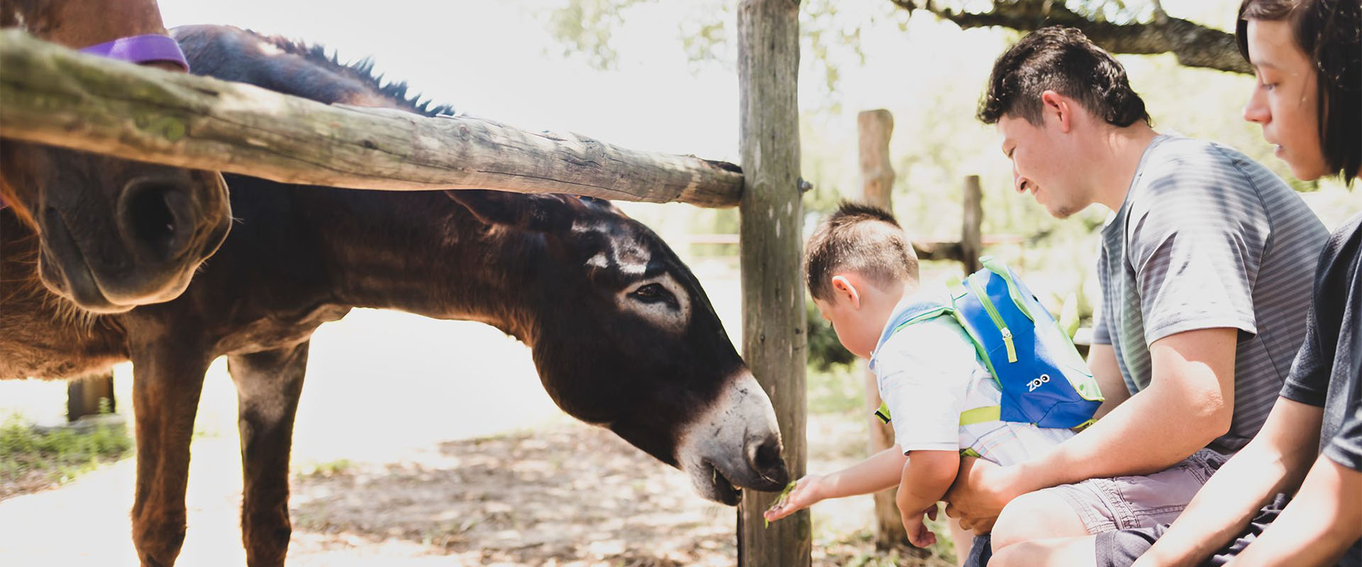 Hombre ayuda a su hijo a alimentar a un burro